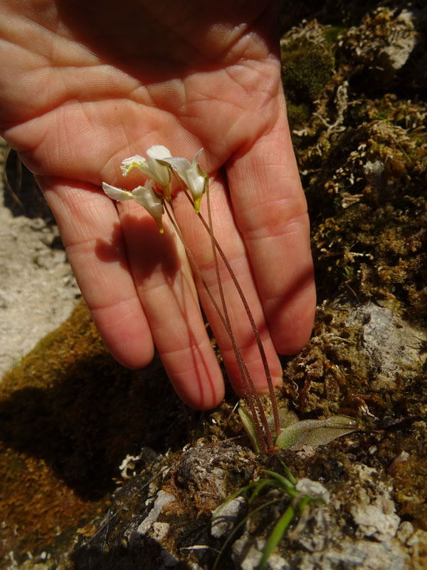Pinguicula alpina / Pinguicola alpina